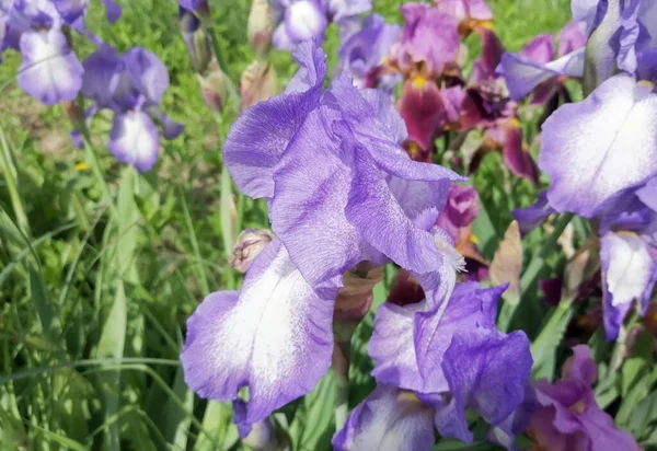 Lilac irises in the flower bed. Large buds of blue-lilac scallops. Beautiful summer flowers in the flower bed.