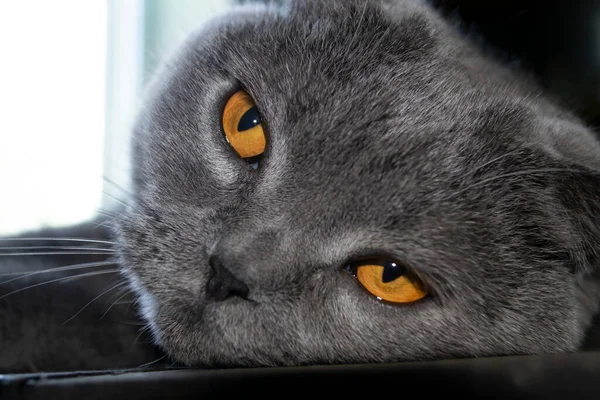 The head of a Scottish Fold cat is close-up. the eyes of a cat. yellow eyes. Close-up of golden cat eyes. The cat woke up and opened his eyes.