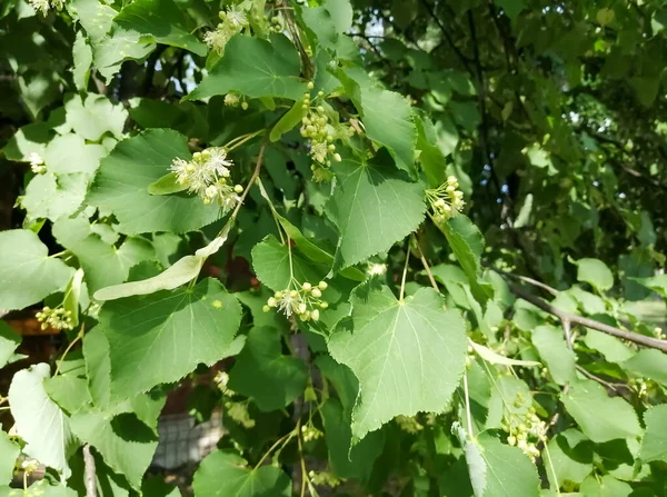 林登开花 有花朵的林登树 收获时间 健康的林登 茶的花 林登的花在树上 — 图库照片