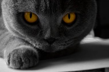 İskoç Katlı Kedi Avı. Gözlere dikkat edin. Kedinin parlak gözleri. Gri arka plan ve hayvanın altın rengi gözleri. Avdaki kediye agresif ve odaklanmış bir bakış..