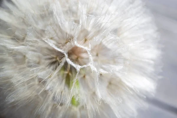 Tragopogon close-up. Flower close-up - you can see the seeds through the white veil. Through the fluff of the flower you can see its seeds.