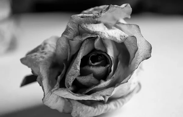 Šedá Fotka Suché Růže Herbář Sušená Růžová Poupata Černé Bílé — Stock fotografie