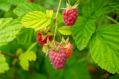 Lezzetli ahududular çalılıklarda olgunlaşır. Olgun ahududu. Olgun kırmızı böğürtlen. Çalının üzerinde parlak ahududular.