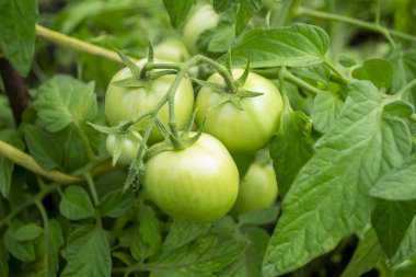 Çalılıklarda bir demet yeşil domates. Domatesler bahçede olgunlaşır. Yeşil domatesli Bush. Çalılıkta bir sürü domates var..