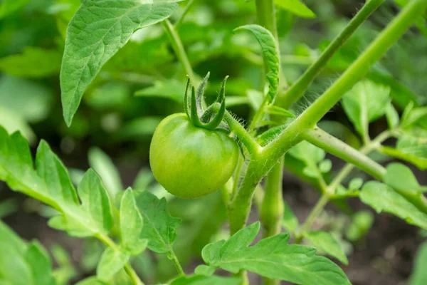 Tomato on a bush. The green tomato ripens on the bush. Green tomato. tomato bush in the garden. Summer vegetables in the garden.