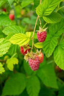 Lezzetli ahududular çalılıklarda olgunlaşır. Olgun ahududu. Olgun kırmızı böğürtlen. Çalıların üzerinde parlak ahududular. dikey resim.