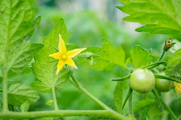 Yellow flower on tomatoes. Tomato bush with yellow flowers. A yellow five-leaf flower. Tomato flowers.