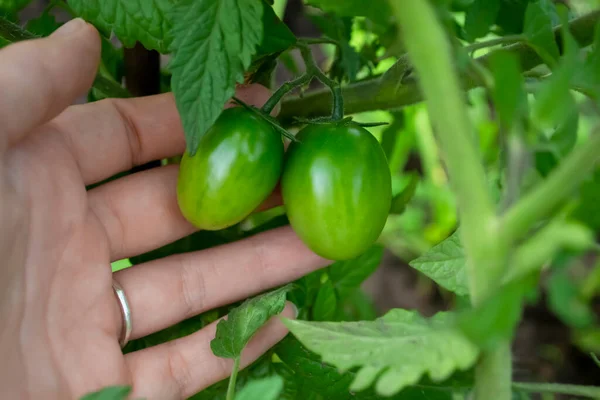 Die Hand Einer Frau Hält Kirschtomaten Grüne Tomaten Der Hand — Stockfoto