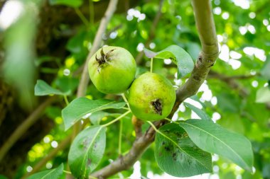 Bir ağaçta iki armut, alt manzara. Hasta armut. Yapraklar ve meyveler üzerindeki armut hastalıkları. Ağaçta iki armut. Ağaçtaki meyveler.