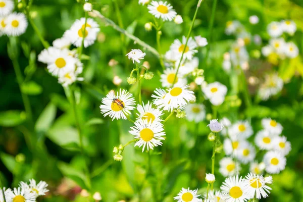 Flores Brancas Parecem Margaridas Contra Fundo Vegetação Besouro Flores Brancas — Fotografia de Stock