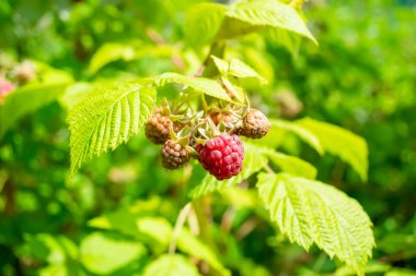 Lezzetli ahududular çalılıklarda olgunlaşır. Olgun ahududu. Olgun kırmızı böğürtlen. Çalıların üzerinde parlak ahududular. dikey resim.