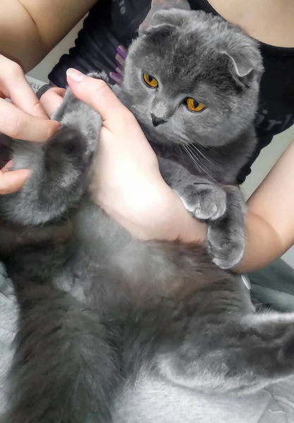 Woman Holds Cat Paw Hand Holds Paw Scottish Fold Bright — Stok fotoğraf