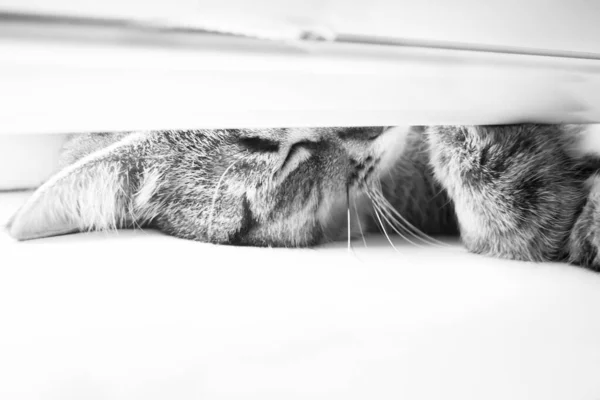 Kočka Usnula Okně Pod Okenicemi Spící Zvíře Součástí Kočky Kočka — Stock fotografie