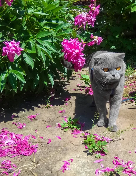 Scottish Fold Cat Walk Fallen Petals Peony Pink Peony Domestic — 스톡 사진