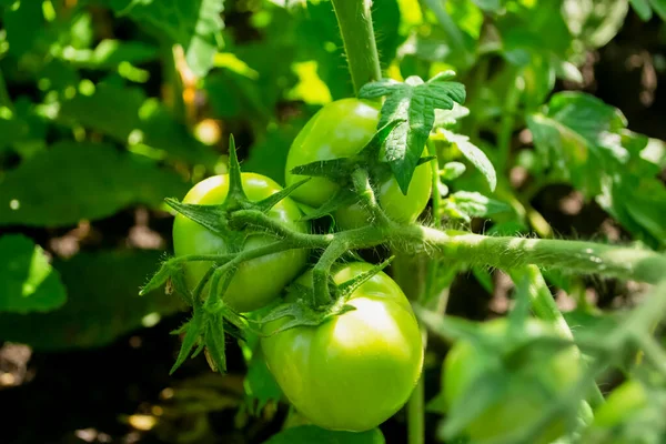 Green Tomatoes Ripen Bush Tomato Bush Fruit Green Tomatoes Ripening — Stockfoto