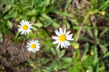 Tarlada üç papatya. Çiçek tarhının arka planında üç küçük papatya vardır. Yarı yarıya papatya..