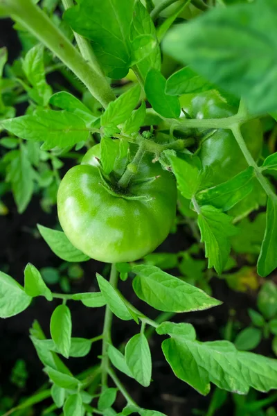 Green tomato on the bush. A green tomato ripens on a green bite. The first harvest of tomatoes. Unripe harvest.