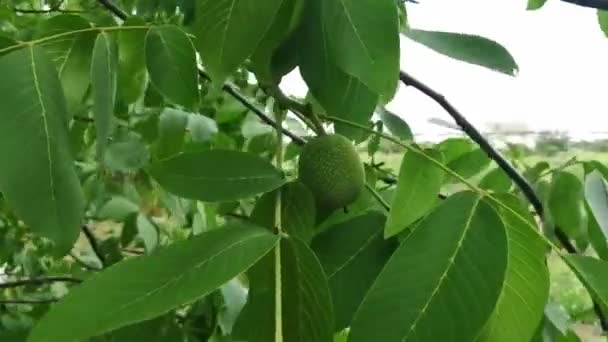 Wiatr Potrząsa Gałązką Orzecha Włoskiego Owocami Zielony Orzech Wisi Drzewie — Wideo stockowe