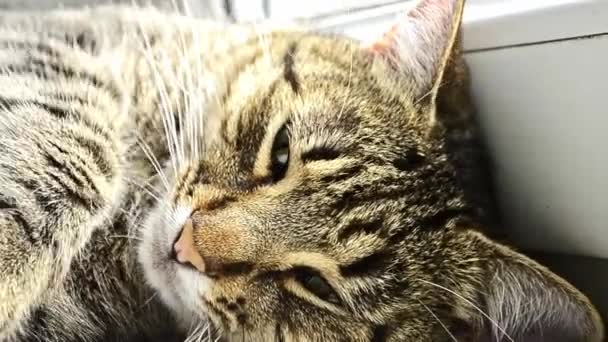 Kot Śpi Oknie Ulicy Śpiącego Kota Kot Paski Leży Ounie — Wideo stockowe