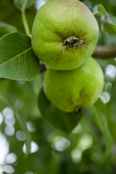 Two pears on a tree. Shooting from the bottom - green pears. Pear Forest Krassavitsa - green fruits. Unripe fruits on the pear tree.