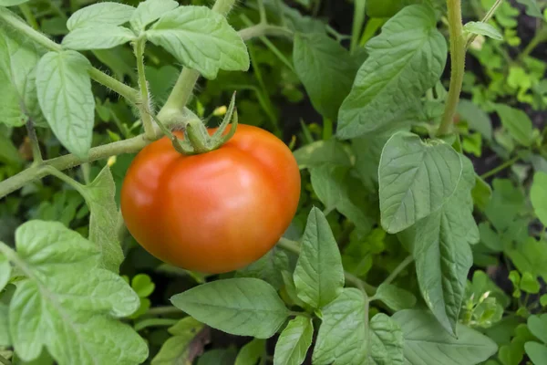 A red tomato hangs on a green bush in the vegetable garden. Red tomato. Round vegetable on a bush. Vegetable garden - ripe tomato on a bush. A red tomato on a bush.