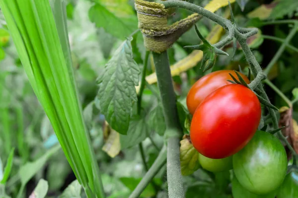 Red cherry tomato on a bush. Cherry tomatoes ripen in the garden. cherry tromat bush with red fruit.