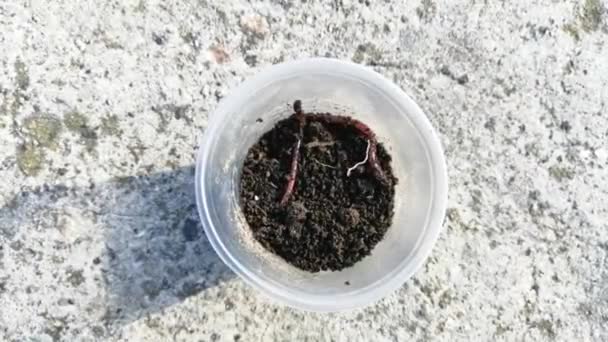 Earthworms Crawl Ground Cup Worms Fishing Earthworms Cup — Stockvideo