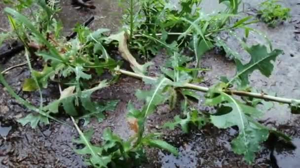 Rain Dripping Weeds Raining Plant Drops Fall Plant Green Plant — Stock Video