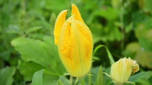 Żółty Kwiat Cukinii Porusza Się Wietrze Pączek Cukinii Kwiat Cukinii — Wideo stockowe