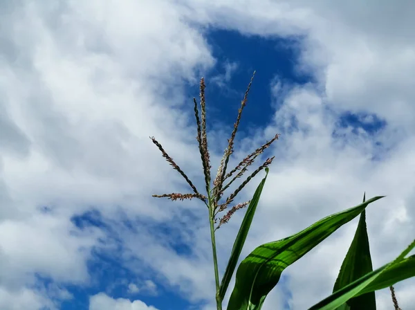 Ear Corn Cloudy Sky Corn Blooming Flowering Corn Background Cloudy — 스톡 사진