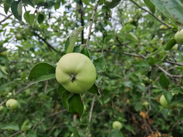 Small Green Apple Hangs Tree Apple Ripened Sick Tree Green — стоковое фото