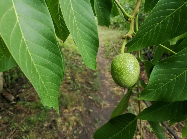 Walnut Fruit Tree Green Walnut Tree Walnut Shell Tree Large — Fotografia de Stock