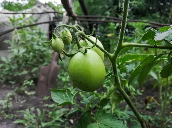 Green tomatoes cream on the bush. Green tomatoes ripen on the bush. Tomato variety cream ripens in the garden.