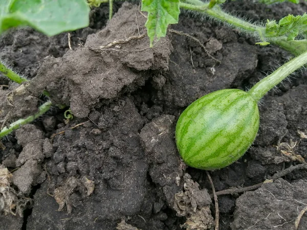 a small watermelon fruit in the garden. a small watermelon ripens on the ground. the fruit is on the ground. watermelon on the bed grows from the plant.