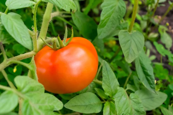 Red Tomato Hangs Green Bush Vegetable Garden Red Tomato Vegetable — Stockfoto