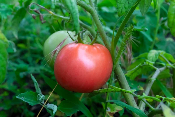 Pink Tomato Green Bush Pink Tomatoes Ripen Bed Tomato Fruit — Stockfoto