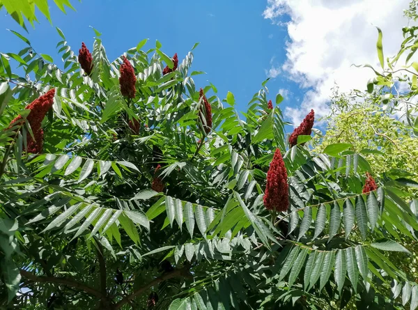 Tropical Trees Flowers Cloudy Sky Green Trees Burgundy Flowers Blue — Stock Fotó