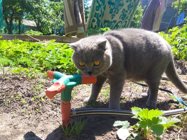 Pet Cat Leash Sniffs Watering Place Cat Sniffs Sprayer Garden — ストック写真