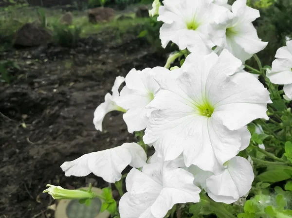 White Petunias Stand Out Dark Background White Flowers Dark White — 스톡 사진