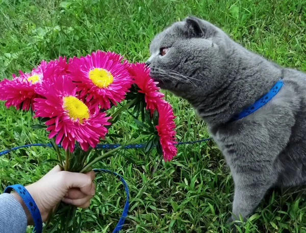 Scottish Fold Cat Sniffs Flowers Lawn She Holds Flowers Cat — Stockfoto