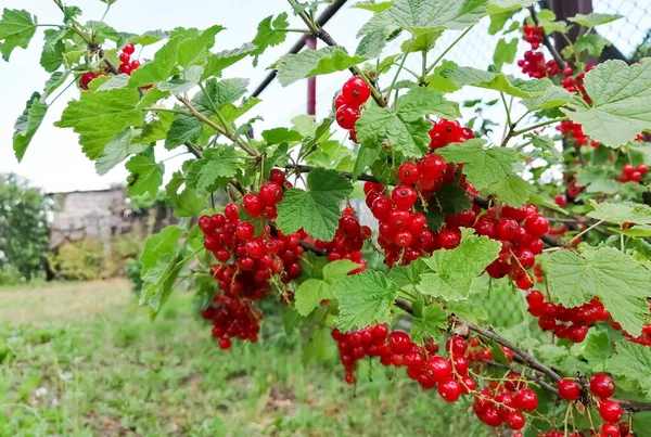 Red currant berries on a bush. Harvest of red currants. Red currant - bush with berries. Red berries on a bush.