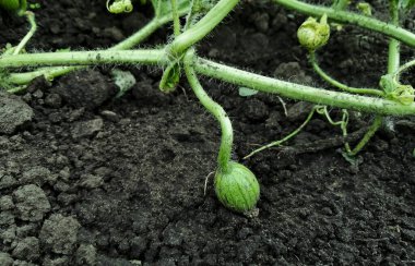 A small fruit of the future watermelon in the garden. Vine with watermelon in the garden. dark soil and green watermelon ripens in the garden.