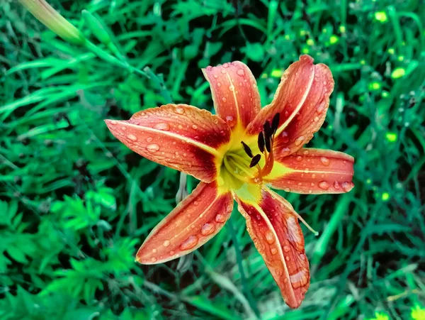 Orange lily on the background of a blue-green lawn. Beautiful colors of garden lily and greenery on the background. The background is blue-green and orange lily flower.