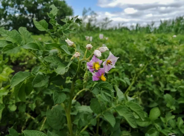 Bushes Bloomed Potato Field Potato Blossoms Flowers Pink Potato Bushes — 图库照片