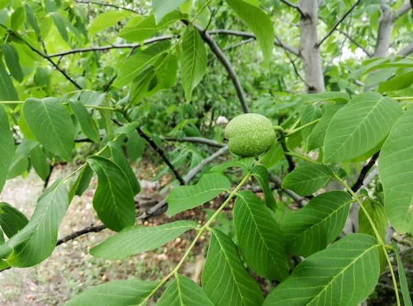 Green walnut on a tree. the inshell walnut ripens on the tree. Tropical trees. Walnut tree with large leaves and green fruits. Side view.