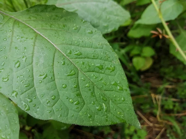 Leaf Plant Rain Covered Small Droplets Large Green Leaf Many — 图库照片