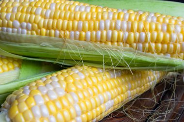 Corn is two-tone on a wooden table. white and yellow corn kernels on the cob close-up.
