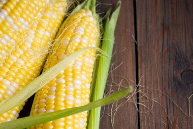 Large cobs of corn on a wooden table. two heads of corn with yellow-white grains, Raquel variety. Sweet corn, young summer heads.