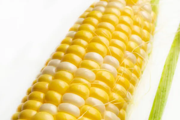 White Background Lies Cob Corn Head Corn Raquel Variety White — Stock Fotó