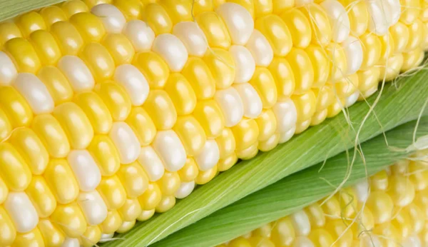 Cob Corn Close Plan Reflection Corn Raquel Yellow White Grains — Stock Photo, Image